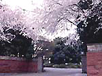 正門