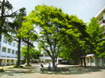 中庭