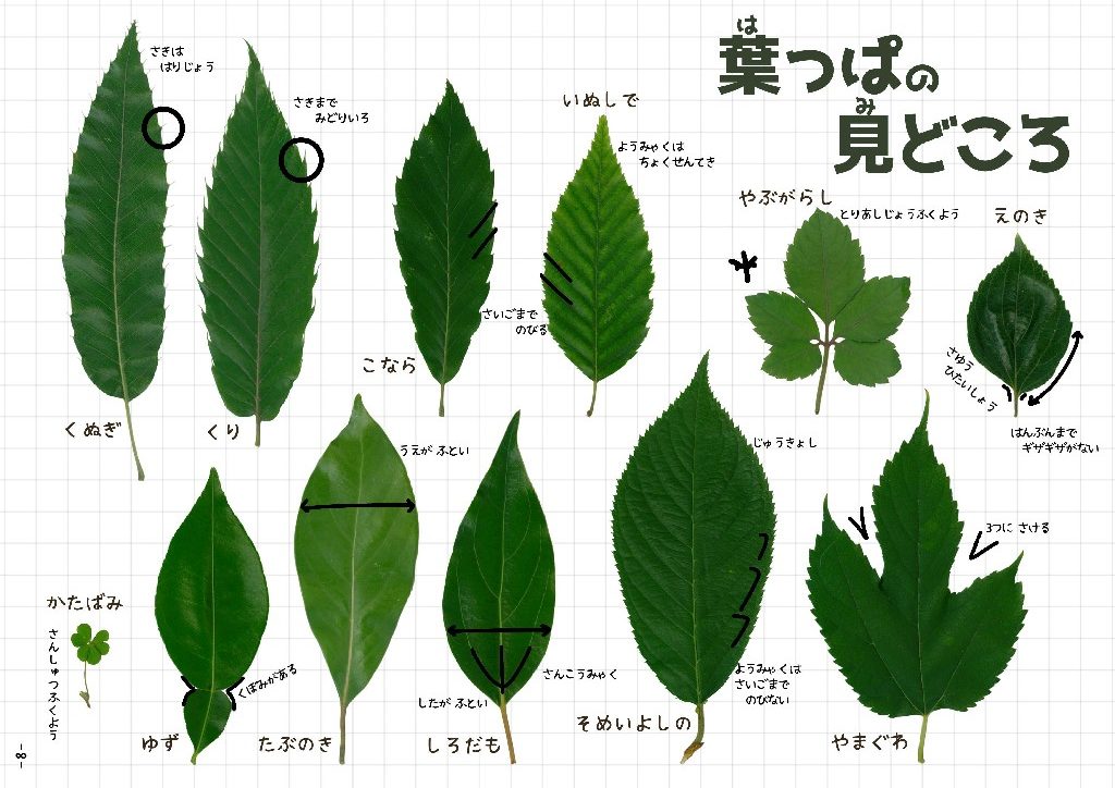 自然体験vol.02：自然体験の基本 | 認定こども園千葉明徳短期大学附属 